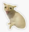 Asco