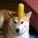 Corndog