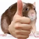 Rat Thumbs Up