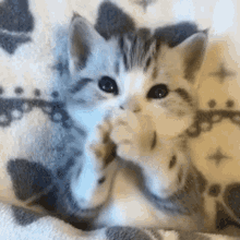 cat bite ggkitty