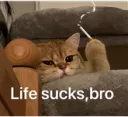 life sucks