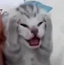 gatinho