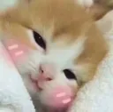 cat sleepy