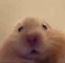 hamsterwhat