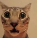 Cat Shocked