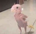 cutestbird