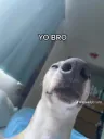 YO BRO