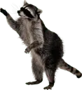 racoon