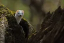 weasel hi
