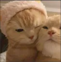 Cat hug