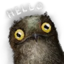 potooHello