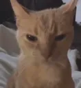 Angry Cat