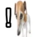 dogexclamatonmark
