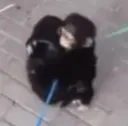 monkey hug