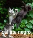 EZ_Callate negro
