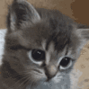 cat sad ggkitty