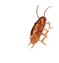 Cockroach