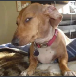 dog stare ggfreaky