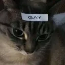 Gay cat