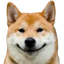 собака