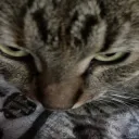 Lightskin gatto che fissa