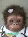 baby monke