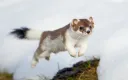 weasel jump