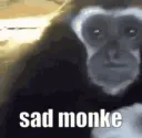 sadmonke