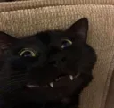catgrinnnn