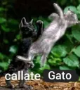 Cállate gato