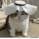 tired habibi meow meow 