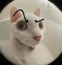ayo