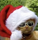 Christmas Cat