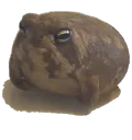 BeFROG