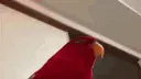 red birb 
