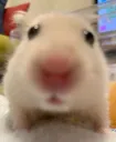 hamster watchin u