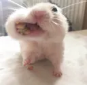 hamster eating??