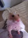wet hamster...