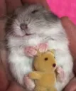 sleepy hamster