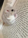 hamster reading