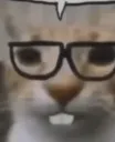 Nerd Cat