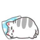Cat sleep