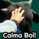 Calma Boi! | DdIss