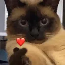 Catto heart