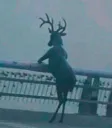 Oh deer