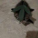 weed kitty