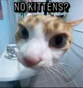 No Kitten