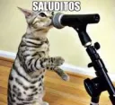 saluditos