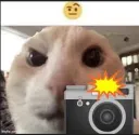 cat 2 