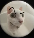 cat 3 